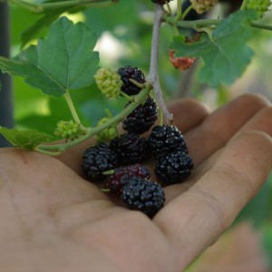 249_first_time_mulberries_thanks_birds_for_seeding