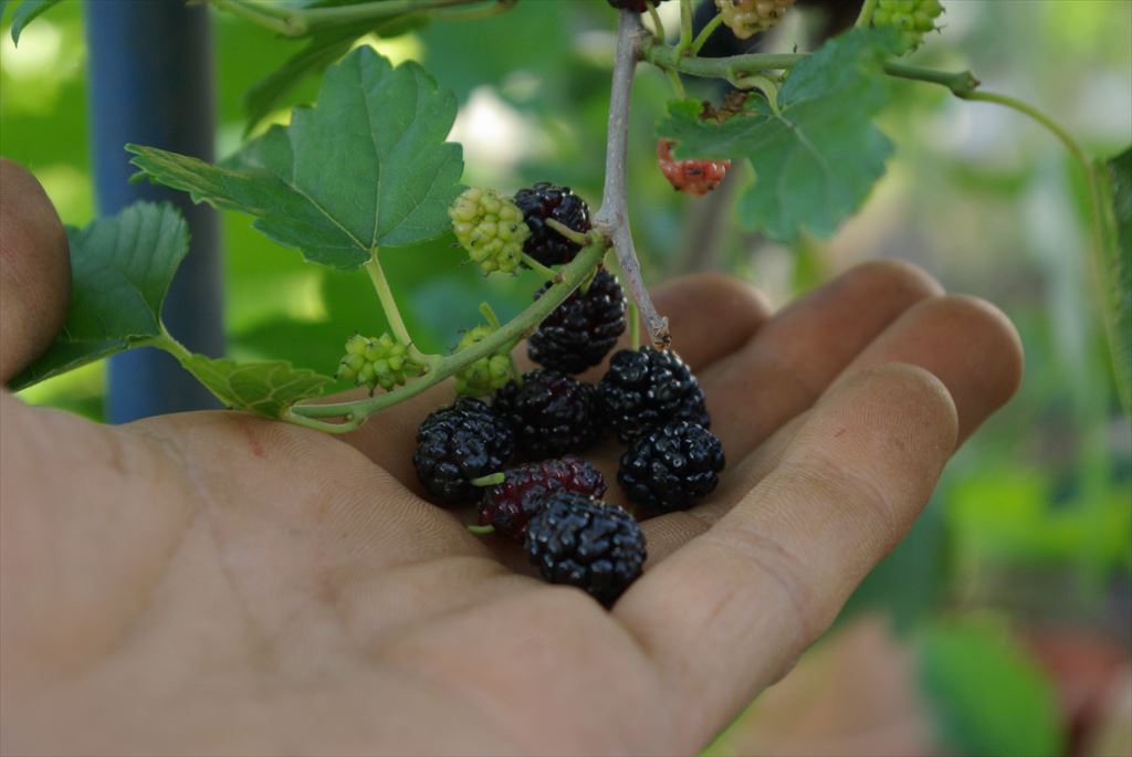 249_first_time_mulberries_thanks_birds_for_seeding